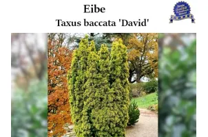 Taxus 'David' Ballenware