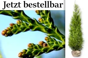 Risen-Lebensbaum, Thuja plicata.