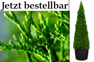 Lebensbaum im Topf, Thuja im Topf, Smaragd im Topf, Brabant im Topf