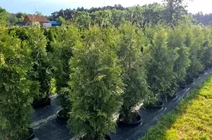 Thuja 'Brabant' im Topf gewachsen