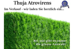 Thuja 'Atrovirens' Ballenware