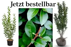 Rhododendren im Topf, Azaleen im Topf - Große Auswahl!