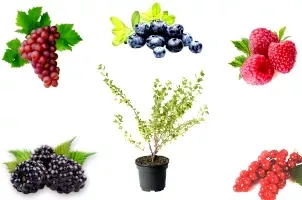 Obststräucher im Topf, Obstpflanzen im Container, Obstpflanzen im Topf