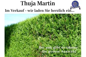 Thuja 'Martin' Riesen-Lebensbaum 'Martin' Thuja plicata 'Martin'