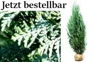 Zypressen, Scheinzypresse, Leyland-Zypresse.