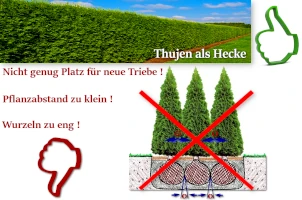 Abstand während der Thuja Pflanzung