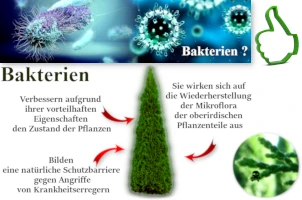 Bakterien auf Thujen?