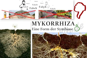 Die Hecke trocknet aus - was ist zu tun?