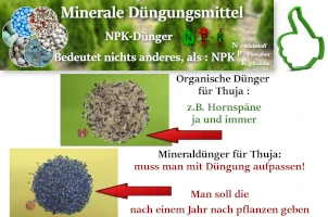 Düngung von Thujen? 