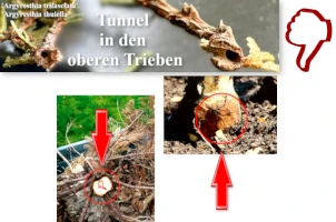 Krankheiten und Schädlinge?