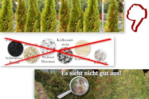 Pflegefehler  bei  Thuja?