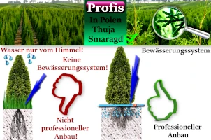 Qualität von unseren Thujen?
