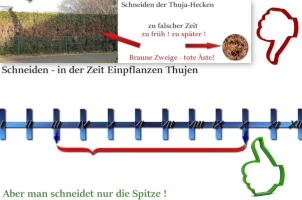 Wann soll man Thujen schneiden?