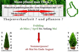 Wann soll man Thujen pflanzen?