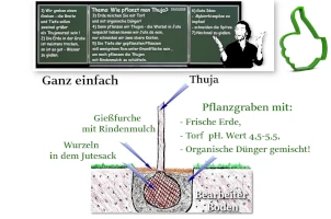 Wie pflanzt man Thuja?
