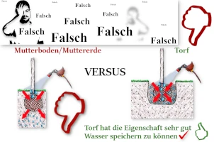 Wie pflanzt man Thuja nicht?