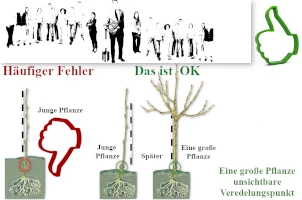 Wie tief pflanzt man Thujen?